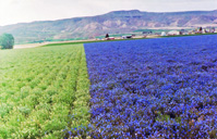 flax and yarrow fields at Geertson's